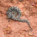 Bothrops alternatus