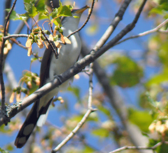 Spotting Image 1