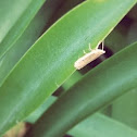 Unknown spotting