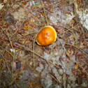 LarchSuillus