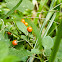Solanum