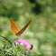Brenthis daphne Denis & Schiffermüller, female