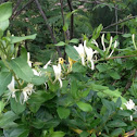 Japanese Honeysuckle
