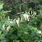 Japanese Honeysuckle