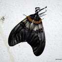 Zygaenidae