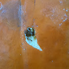 Ant