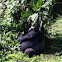Mountain Gorilla