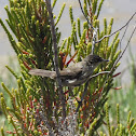 Common whitethroat
