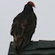 Turkey Vulture