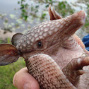 Nine-banded Armadillo