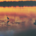 Great Egret