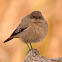 Colirrojo tizón (Black Redstart)