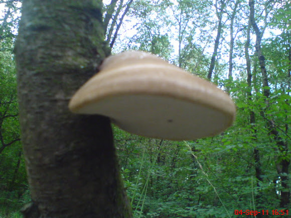 Spotting Image 1