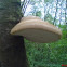 birch polypore