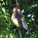 Cedar Waxwing