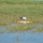 Tiber Dam Wildlife