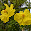 Yellow Cosmos