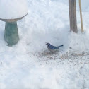 Bluejay