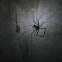 Whip Spider
