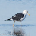 Lesser Black-backed Gull; Gaviota Sombría