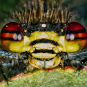 Large Red Damselfly