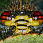 Large Red Damselfly