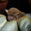 Pipistrelle Bat