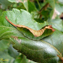Puss moth caterpillar (3rd instar)