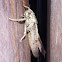 Grasshopper