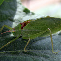 True Katydid