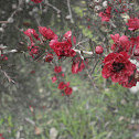 Red damask
