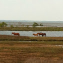 Chincoteague Ponies