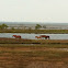 Chincoteague Ponies