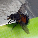 Tachinid Fly