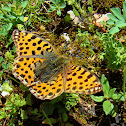 Queen of Spain Fritillary (Croatian shot)
