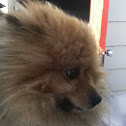 Puff dog