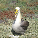 Waved albatross