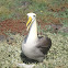 Waved albatross
