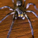 Wolf spider