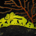 Minor Nudibranch