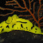 Minor Nudibranch