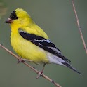 Backyard Birds of America – solid app for Bird Watchers