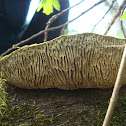 Thick Maze-Oak Polypore / Hrastova labirintnica