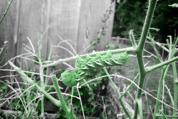 Spotting Image 1