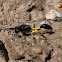 Avispa alfarera Sceliphron spirifex