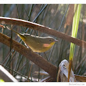 Commen Yellowthroat