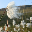 Cottongrass, Tupasvilla