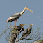 Painted Stork