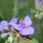 Ohio spiderwort