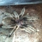 Rose hair tarantula